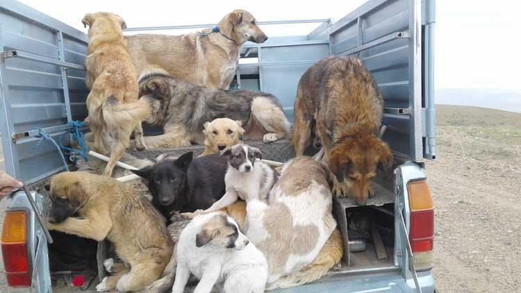 ساماندهی سگ های خیابانی در ارومیه