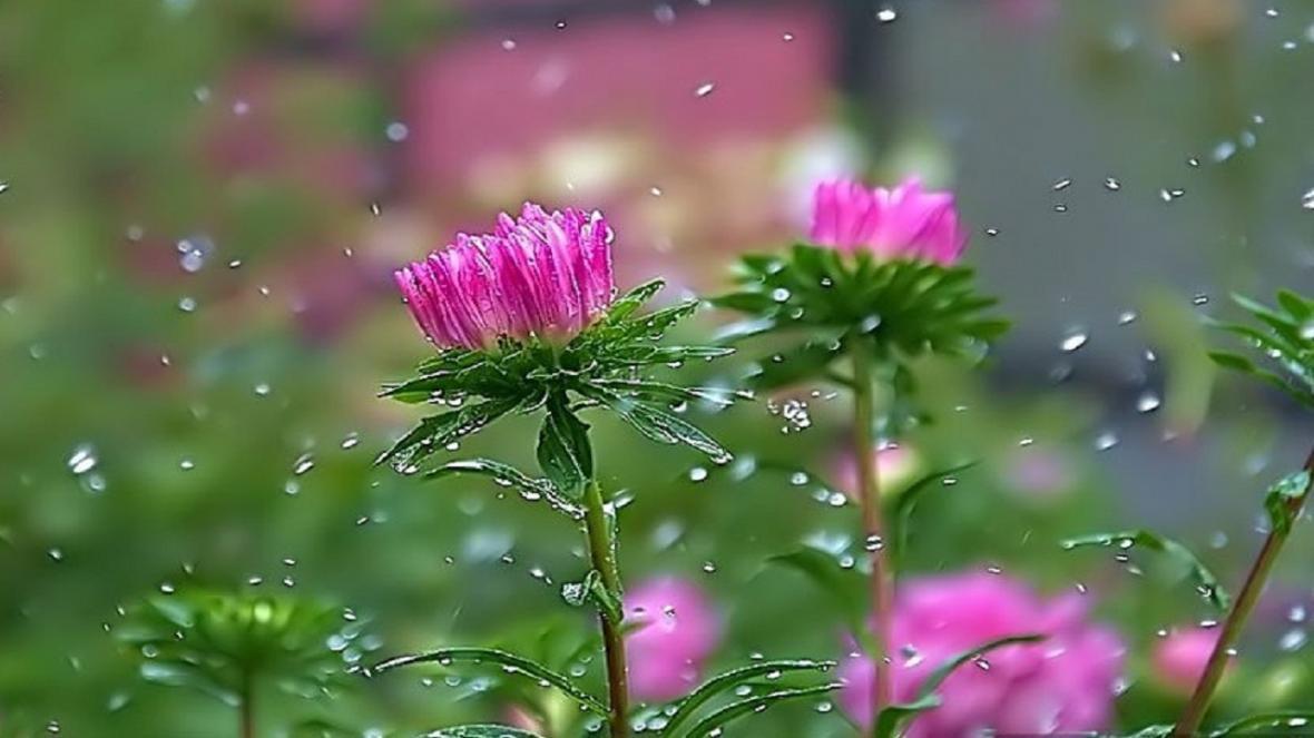 افزایش 7 درصدی بارندگی در سال زراعی 99 در کاشمر افزایش 7 درصدی بارندگی در سال زراعی 99 در کاشمر