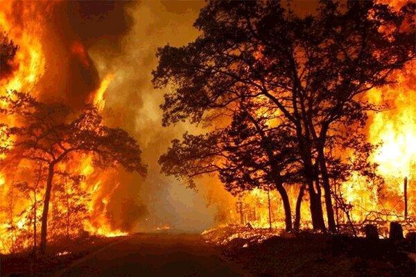 کارنامه جنگل های ایران؛ 1708 آتش سوزی در 6 روز