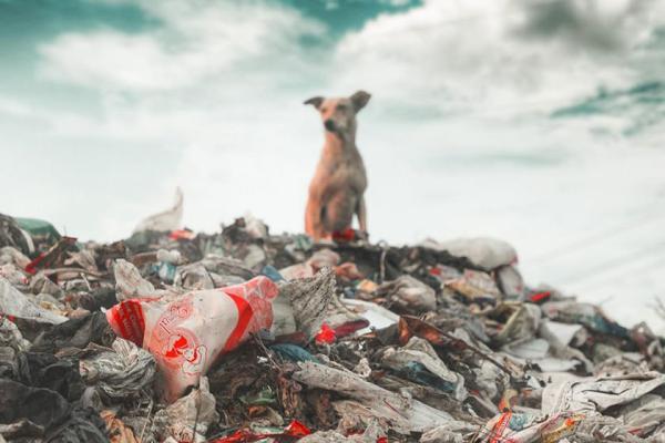 تور هند ارزان: آیا هند می تواند از پس معضل زباله های پلاستیکی برآید؟
