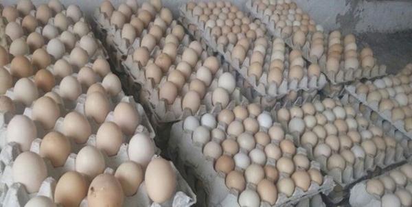 2 عامل مؤثر در افزایش قیمت تخم مرغ